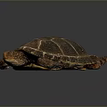 Reptile Turtle With Brown Textured Shell In Dorsal View On Gray Background 3d model