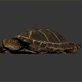 Turtle Turtle Cartoon Turtle Snapping Turtle Chickbill Turtle Reptile Cold Blooded Animal Reptile Reptile Class 3d model