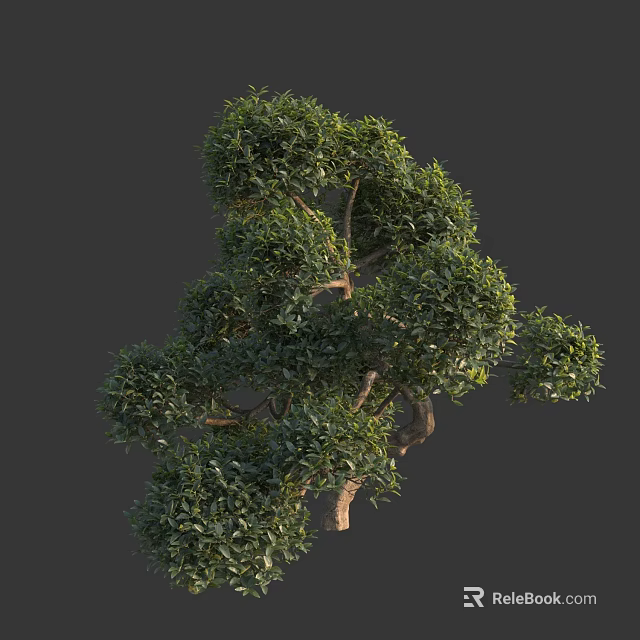 Graceful Arbor Featuring Natural Branch Structure And Lush Green Foliage 3d model 