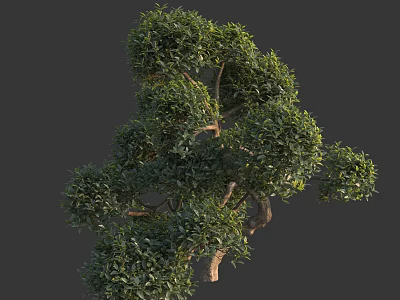 Graceful Arbor Featuring Natural Branch Structure And Lush Green Foliage 3d model