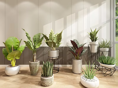Indoor Bonsai and Potted Plants with Various Green Leaves in Decorative Pots 3d model