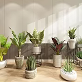 Indoor Bonsai and Potted Plants with Various Green Leaves in Decorative Pots