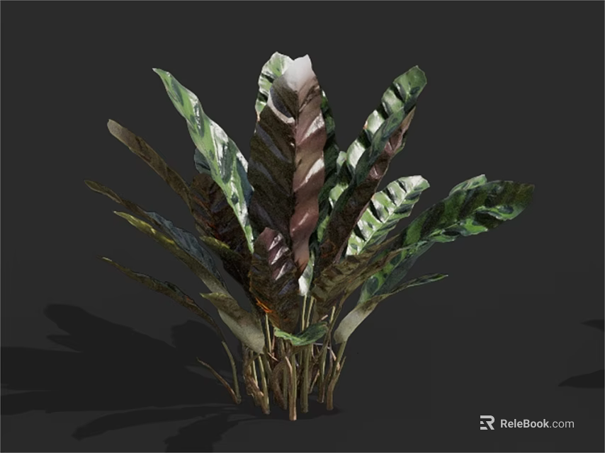 Clustered Tropical Indoor Ornamental Plant With Large Green And Brown Striped Leaves 3d model 