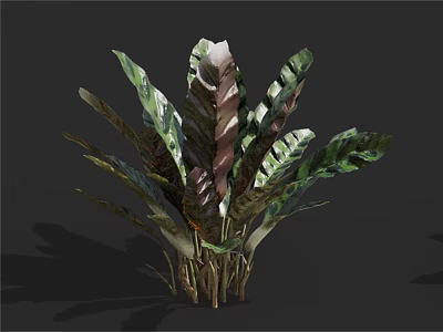 Clustered Tropical Indoor Ornamental Plant With Large Green And Brown Striped Leaves 3d model
