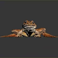 Frog Frog Frog Poison Frog Game Frog Reptile Cold Blooded Animal Reptile Reptile 3d model