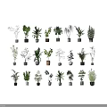 Diverse Bonsai Potted Plants Displayed In Ceramic And Concrete Pots With Fresh Green Foliage