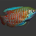 Colorful Fish With Vibrant Blue Green Red Stripes Shiny Scales On Gray Background