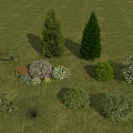 Tall Evergreen Trees in Green Grassland with Different Shrubs and Flowering Plants