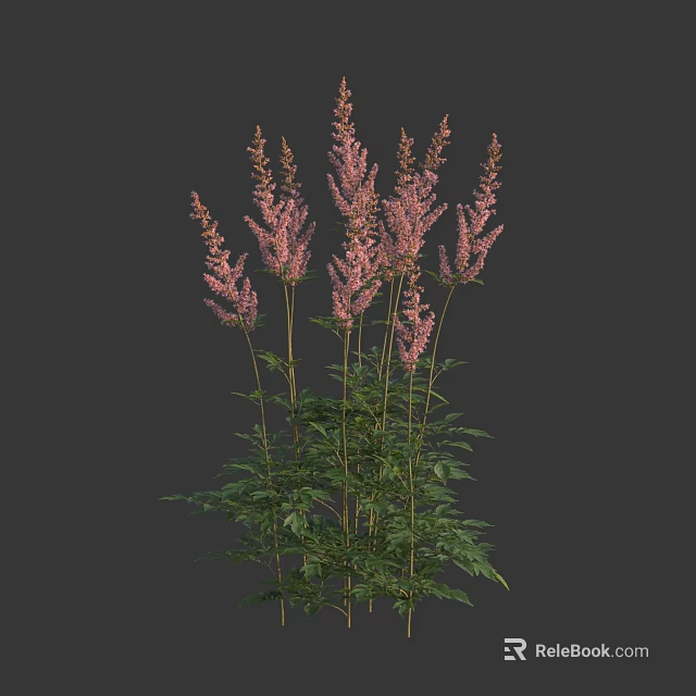 Pink Astilbe Flowers With Feathery Blooms Slender Stems And Green Leaves 3d model 