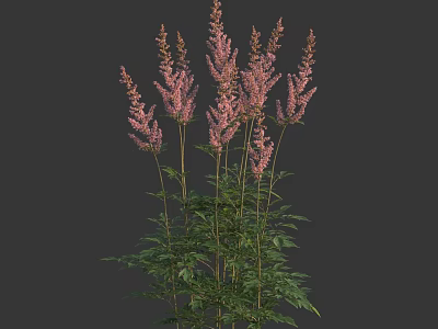 Pink Astilbe Flowers With Feathery Blooms Slender Stems And Green Leaves 3d model