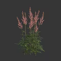 Pink Astilbe Flowers With Feathery Blooms Slender Stems And Green Leaves