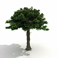 Lush Green Arbor Tree With Thick Trunk And Healthy Root System 3d model