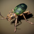Green and Black Patterned Beetle With Brown Legs and Detailed Body
