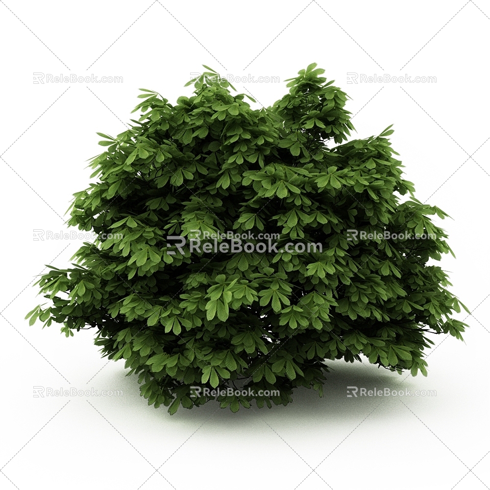 Buckeye Landscape Shrubs Outdoor Plants 3d model