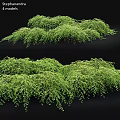 Lush Green Garden Hanging Plants With Cascading Foliage For Decorative Landscaping