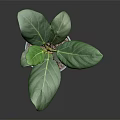 Fiddle Leaf Fig Plant With Large Green Leaves In Gray Pot And Soil