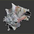 Spiky Conch Shell With Pink Orange Hues On Dark Reflective Background