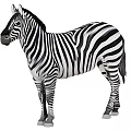 Zebra With Black And White Stripes Standing In Side Profile View