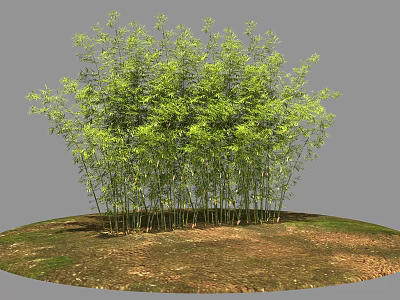 Lush Green Bamboo Plants Growing On Circular Ground With Grass And Soil 3d model