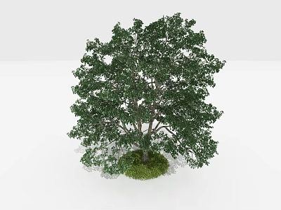Tall Arbor With Lush Green Leaves And Grass Around Trunk 3d model