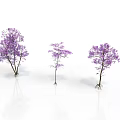 Three Purple Trees With Purple Foliage On White Background And Clear Reflections