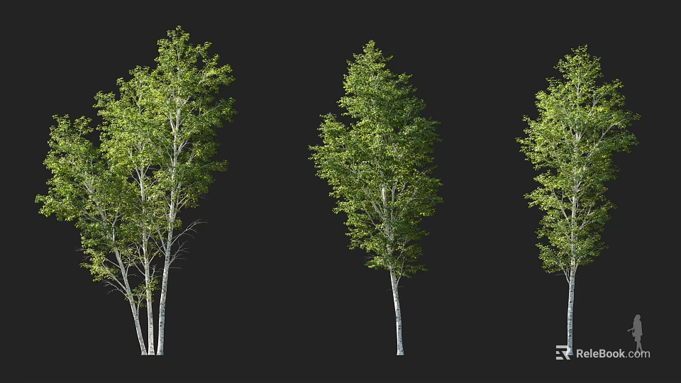 Green Leaf Arbor Trees With White Trunks Showing Different Growth Forms 3d model 