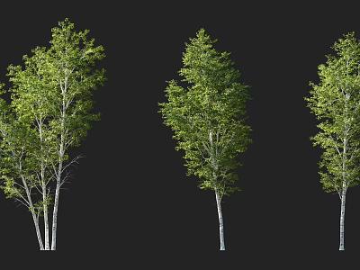 Green Leaf Arbor Trees With White Trunks Showing Different Growth Forms 3d model