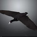 Flying Bird With Dark Colored Feathers White Beak Red Eyes And Green Spots