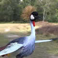 Grey Crowned Crane Standing With Spread Wings Golden Crest Red Throat Grey Plumage In Natural Habitat