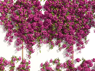 Lush Climbing Vines With Purple Flowers Covering White Wall Surface And Green Leaves 3d model