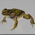 Green And Yellow Spotted Frog With Large Eyes And Inflated Vocal Sacs In Standing Pose