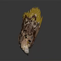 Detailed White Headed Eagle Standing With Brown Wings Yellow Tail Feathers And Claws