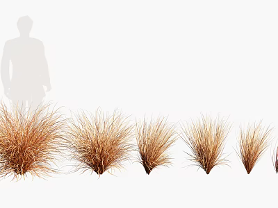 Natural Brown Grass Tufts with Person Silhouette on White Background 3d model