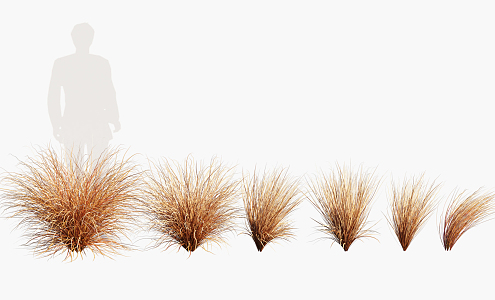 Modern Grass Brown Red Carex Plants 3d model