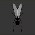 Detailed Dark Brown Ant With Transparent Wings Long Antennae Isolated On Dark Background