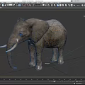 Large Gray Elephant With Wrinkled Skin Long Trunk And White Tusks