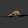 Brown And Black Spotted Pig Lying Relaxed On Muddy Ground Surface 3d model