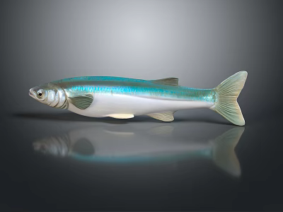 Realistic Turquoise and White Fish with Shiny Fins Tail on Reflective Surface 3d model