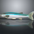 Realistic Turquoise and White Fish with Shiny Fins Tail on Reflective Surface