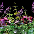 Beautiful Garden Shrubs with Purple Pink Flowers and Green Leaves