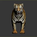 3D Tiger In Standing Pose With Orange Black Stripes White Underbelly On Dark Reflective Ground 3d model