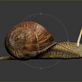 Reptile Snail with Red Brown Spiral Shell and Yellow Textured Body on Grey Reflective Surface