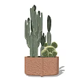 Bonsai Potted Plant With Various Cactus Types In Brown Textured Pot