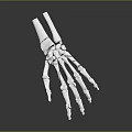 Detailed White Skeleton Hand Sculpture with Anatomical Bone Structure and Smooth Surface Details