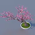 Potted Arbor Tree With Pink Blossoms Green Grass And White Pot