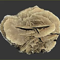 Light Brown Layered Plant With Ruffled Leaves Displayed On Dark Smooth Surface 3d model