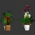 Various Potted Green Plants With Different Leaf Colors And Flower Pots