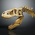 Medical Device Dinosaur Skull Model For Educational Research And Training Use 3d model