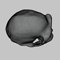 Ancient Human Skull Displayed Against Blue Background With Detailed Bone Structure