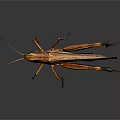 Detailed Brown Black Winged Grasshopper With Long Legs On Dark Background Reflection 3d model